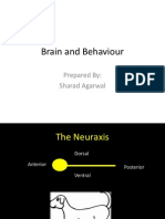 Brain and Behaviour