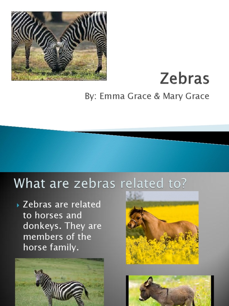 Zebra Facts: Diet, Speed, and Predators | PDF | Zebra | Equidae