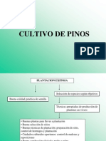 CULTIVOS_PINOS