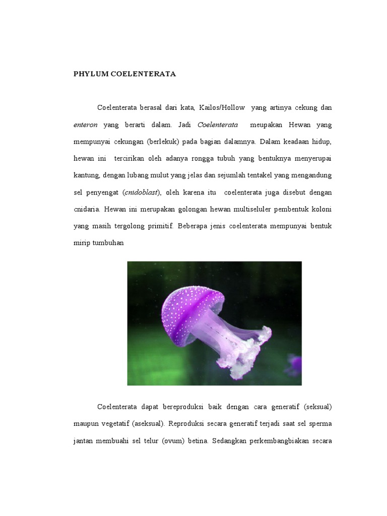 Phylum Coelenterata