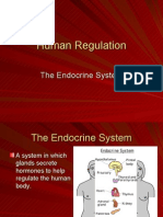 Human Regulation Endocrine