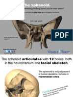 The Anatomy and Functions of the Sphenoid Bone