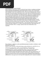 Download Morfologi Planaria by Phetty Hariyanti SN217615457 doc pdf