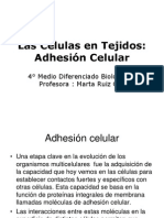 Adhesio-n Celular 4° Dif.