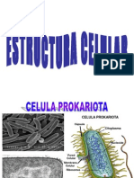5 Estructura Celular