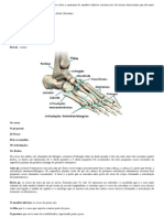 Anatomia membro inferior