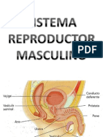 Clase de Sistema Reproductor Masculino