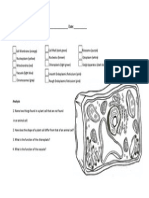 Plant Coloring: Cell Structures & Cell Organisation