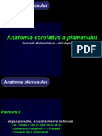 Anatomia Plaman