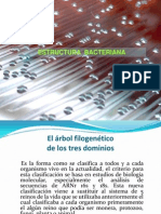 Estructura Bacteriana