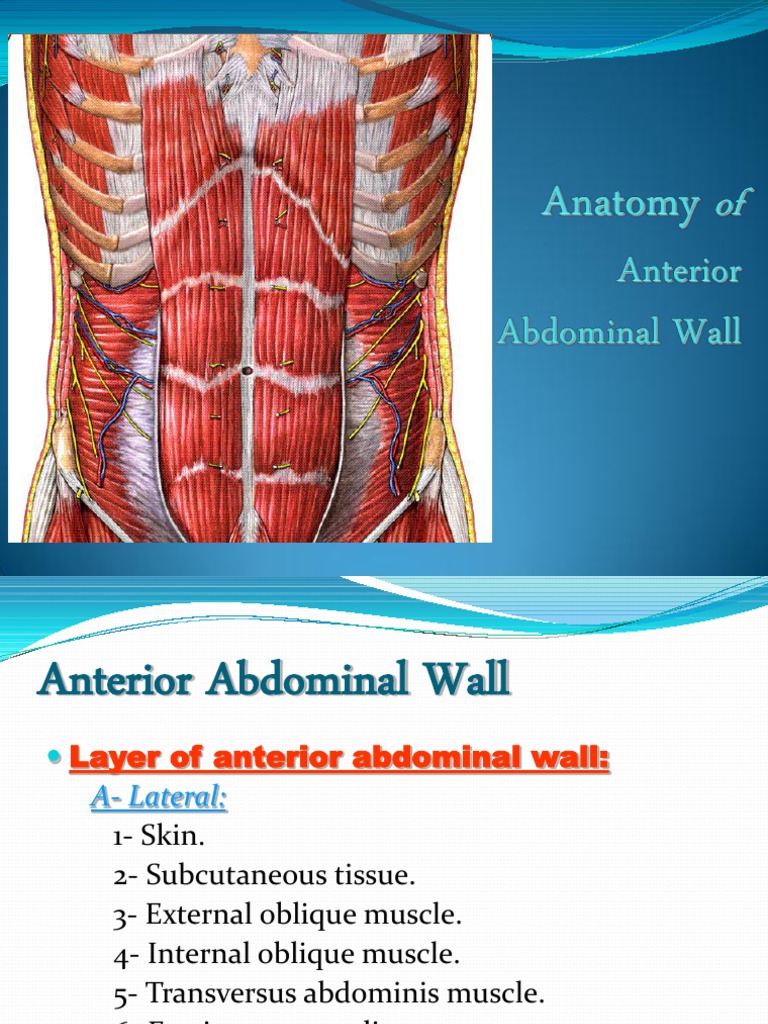 Anterior Abdominal Wall Anatomy Overview | PDF | Abdomen ...