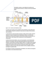 Membrana Celular