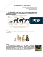 Edad del Tamaño Definitiva de los Animales Domésticos