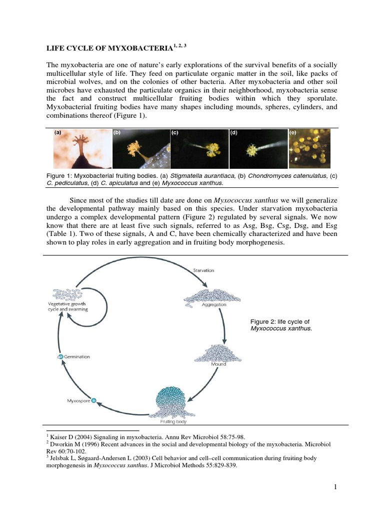Myxobacterial Delopment Cell Signaling Gene Expression - 