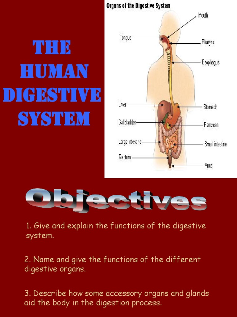 Human Digestive System Overview | PDF | Digestion | Human Digestive System