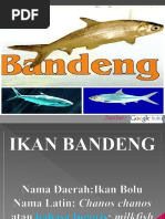 Download IKAN BANDENG by irfanalwi SN21840729 doc pdf