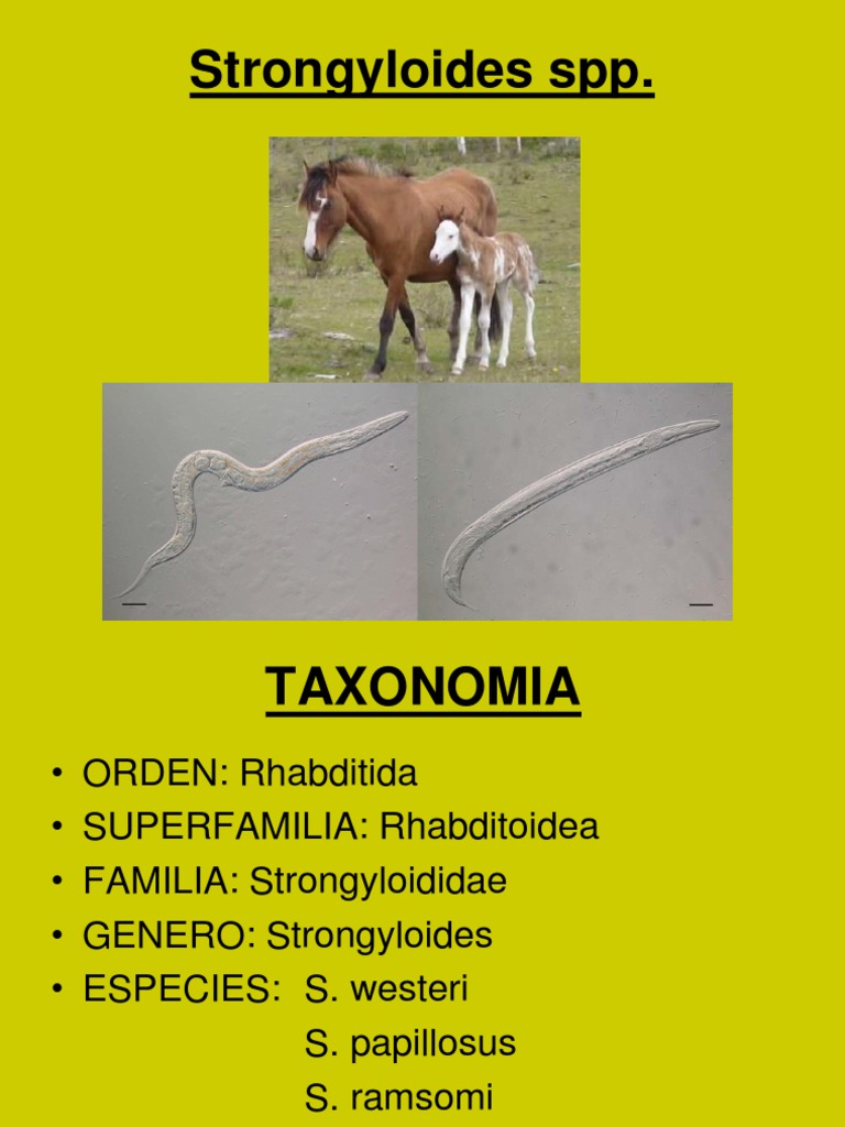 Ciclo Biológico de Strongyloides spp. | PDF