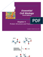 Essential Cell Biology: Protein Structure and Function