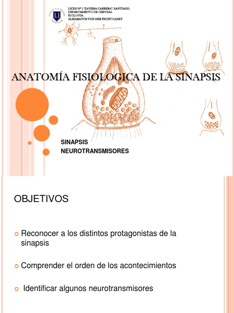 Anatomia de La Sinapsis | PDF