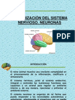 Organizacion Del Sistema Nervioso Central v3