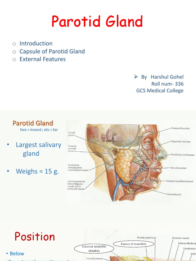 Parotid Gland: o Introduction o Capsule of Parotid Gland o External ...