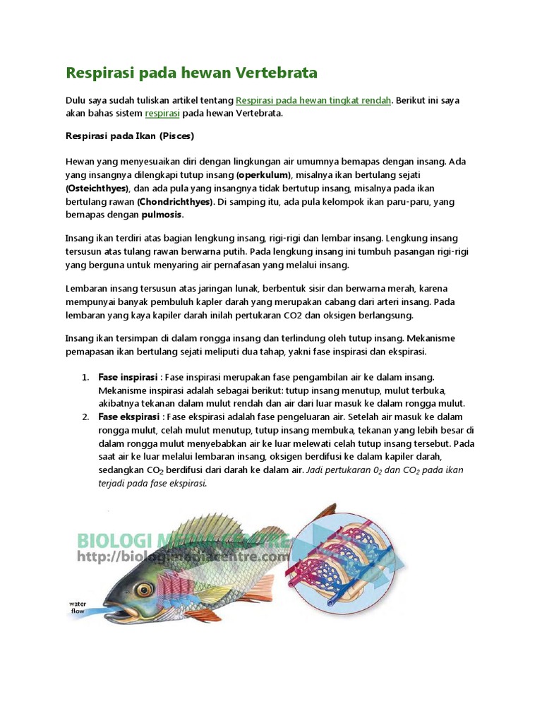 Respirasi Pada Hewan Vertebrata Pdf