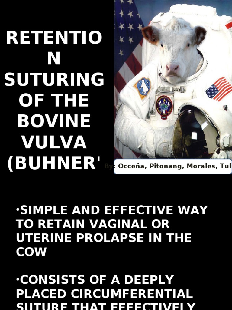 Buhner Suture Technique for Bovine Vulva | PDF | Surgical Suture | Vagina