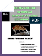 Observación de Glandulas Salivales en Larva de Drosophila