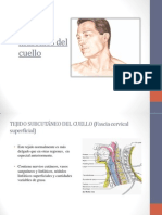 Fascias y Músculos Del Cuello