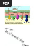 Download Skema transpor elektrondocx by Luthfia Nurindah S SN218721507 doc pdf