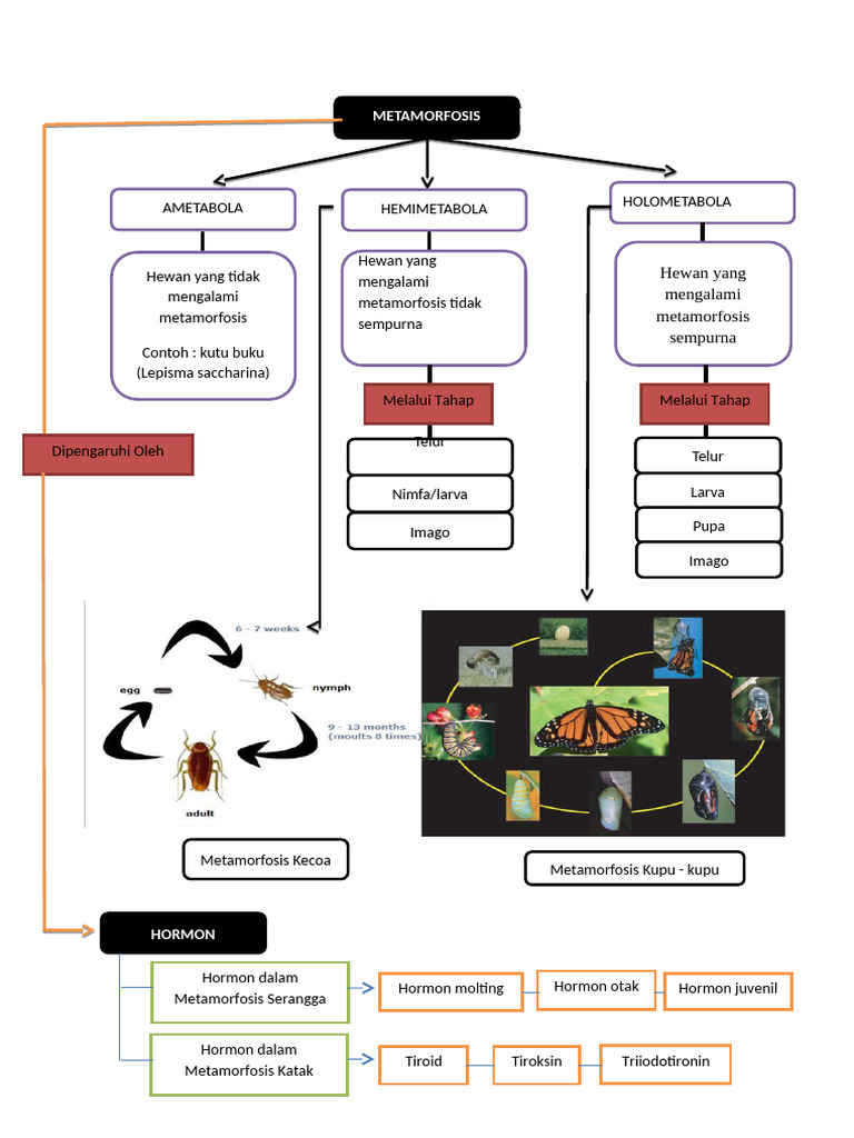 Peta Konsep Metamorfosis Hewan
