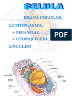 CITOLOGIA