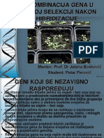 Rekombinacija Gena U Biljnoj Selekciji Nakon Hibridizacije Petar Perovic