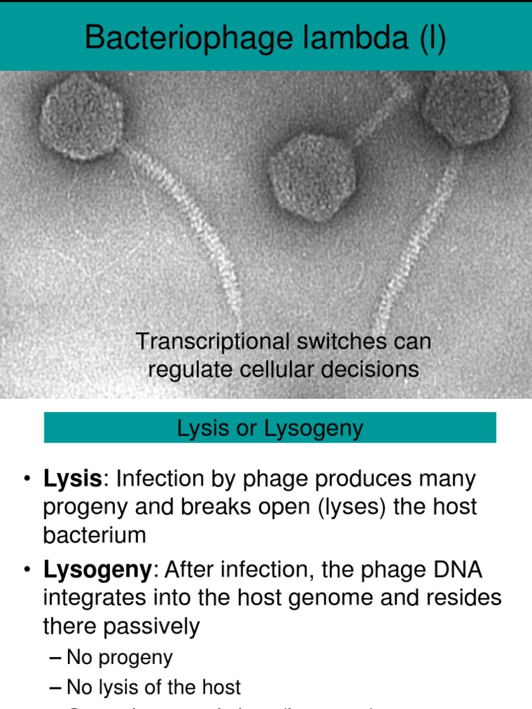 Bacteriophage Lambda (L) Transcriptional Switches Can Regulate