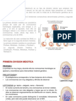 Meiosis, reducción cromosómica