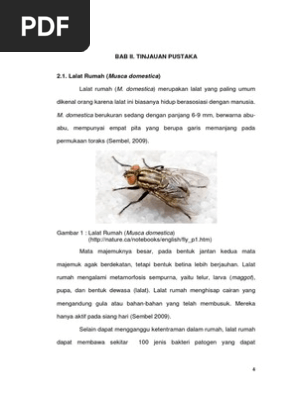 Lalat Rumah Housefly