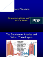 Blood Vessels: Structure of Arteries and Veins and Capillaries