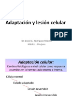 Adapatación y lesión celular