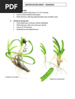 Download identifikasi lamun by Sarah Nurainina SN219214580 doc pdf