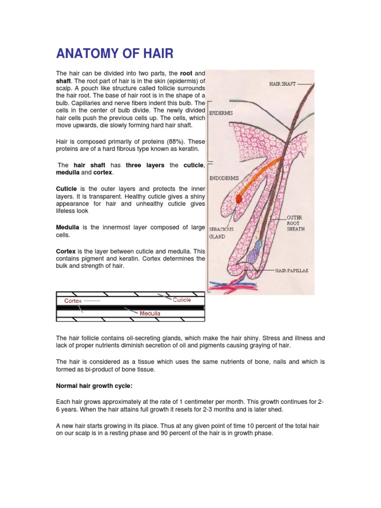 Anatomy Of Hair Download Free Pdf Hair Fur