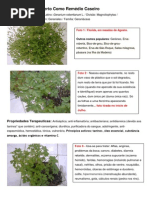 A Erva de São Roberto Como Remédio Caseiro