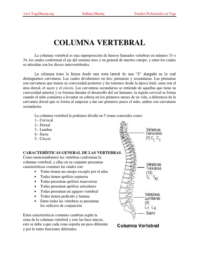 Anatomía y Funciones de la Columna Vertebral | PDF | Vértebra | La ...