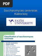 Download saccharomyces cerevisiae by futsal2003 SN219287999 doc pdf