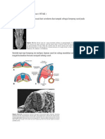Embriologi Sistem Saraf Pusat