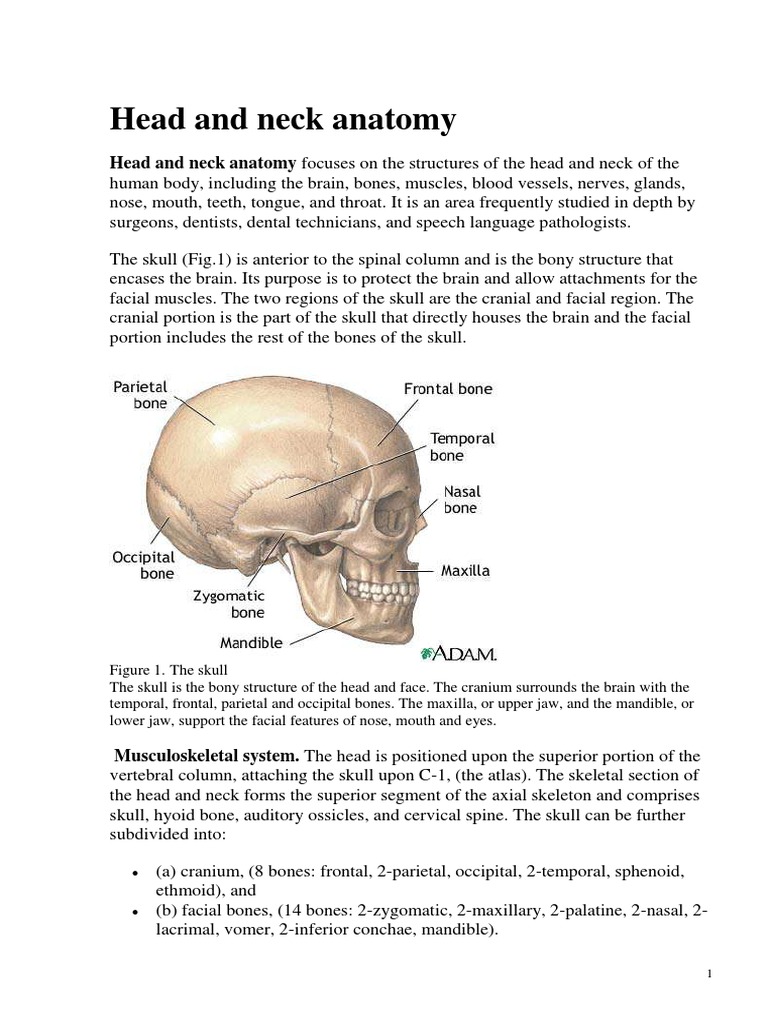 Basics Of Dentistry Human Tooth Skull