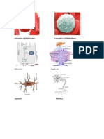 Eritrocitos o Glóbulos Rojos Leucocitos o Glóbulo Blanco
