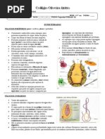 Apostila-poríferos e Cnidários