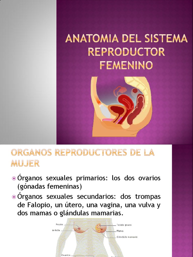 Anatomia Del Sistema Reproductor Femenino Útero Vagina