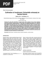 Download Cultivation of Mushroom Volvariella Volvacea on Banana Leaves by longsarath4178 SN219576656 doc pdf