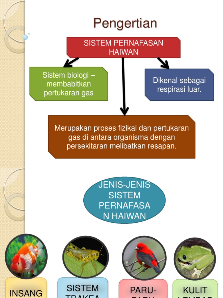 Sistem Pernafasan Haiwan Pdf